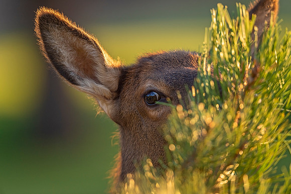 Elk_EP_2021_1