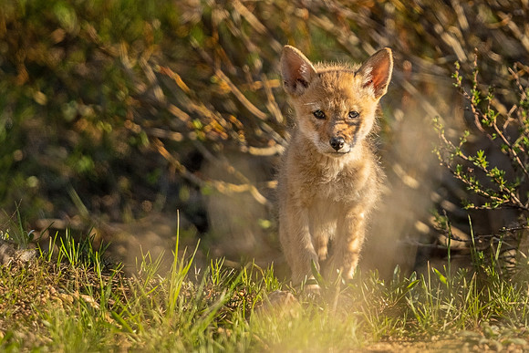 Coyote_pup_EP_2021_1