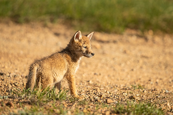 Coyote_pup_EP_2021_2