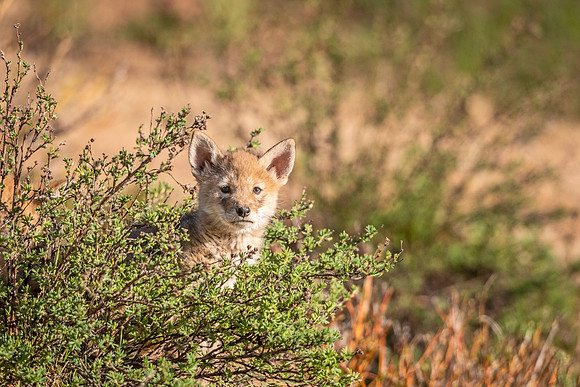 Coyote_pup_EP_2021_3