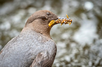 American_dipper_Bear_Creek_2021_1