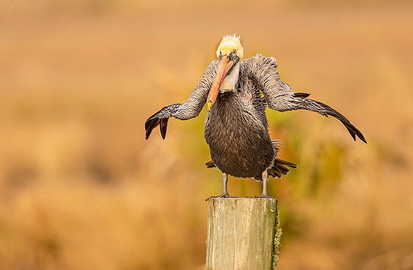 Brown_pelican_Eden_2020_1