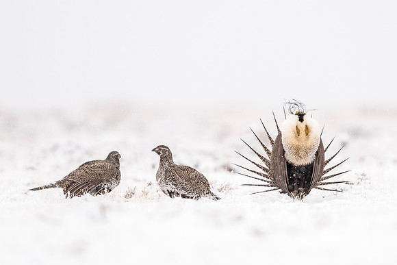 Greater_sage_grouse_NC_2021_8