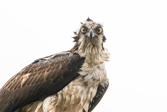 Osprey_Eden_2021_1