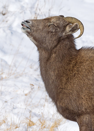 Bighorn_ram_82