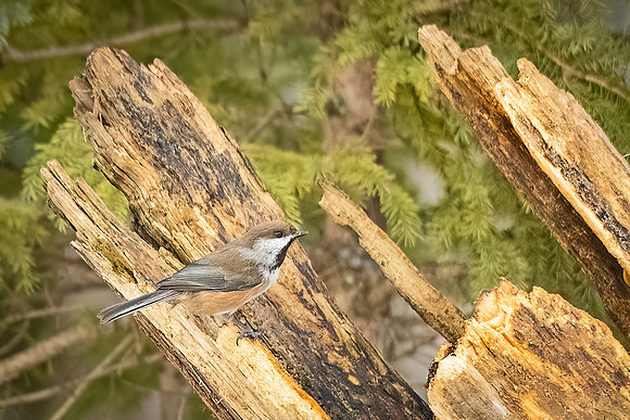 Boreal_chickadee_SZB_2024_1