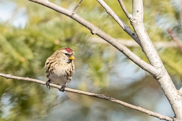 Common_redpoll_SZB_2024_1