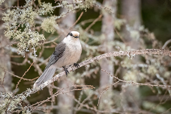 Canada_jay_SZB_2024_1