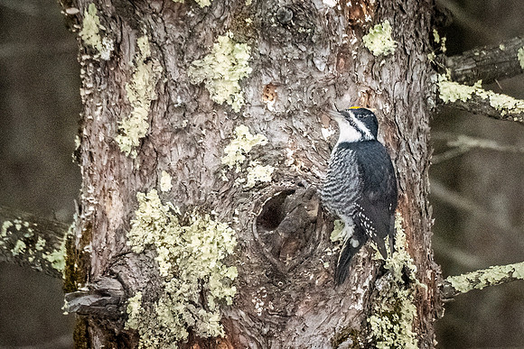 Black-backed_woodpecker_SZB_2024_1