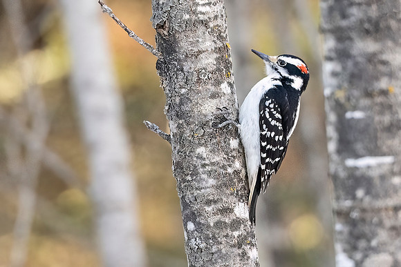 Hairy_woodpecker_SZB_2024_1