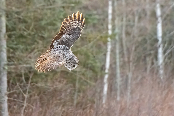 Great_gray_owl_SZB_2024_1