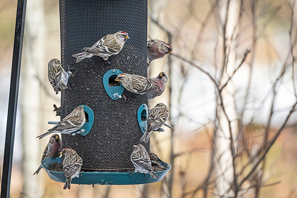 Common_redpoll_SZB_2024_1
