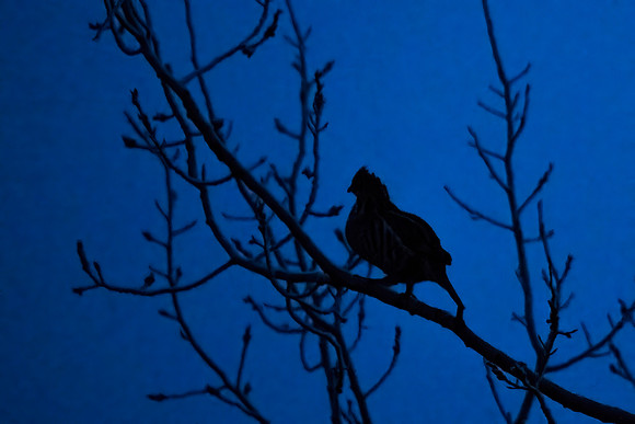 Ruffed_grouse_SZB_2024_1