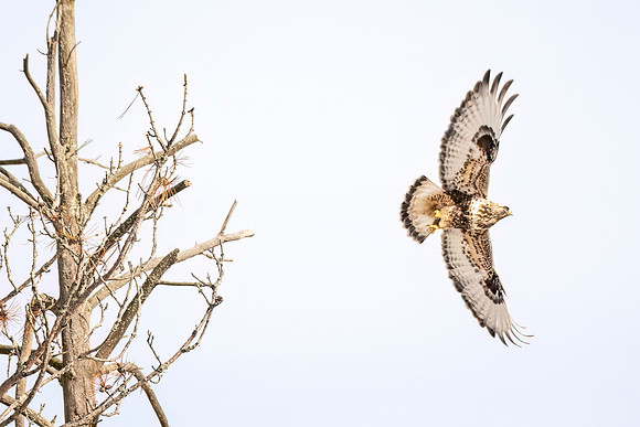Rough-legged_hawk_SZB_2024_1