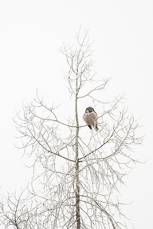 Northern_hawk_owl_SZB_2024_1