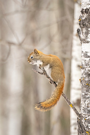 Red_squirrel_SZB_2024_1