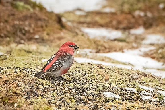 Pine_grosbeak_SZB_2024_1