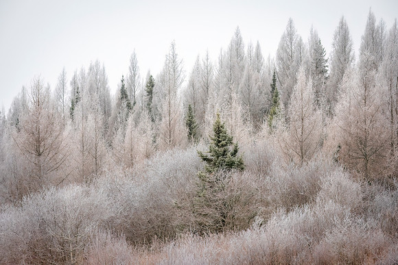Frosty_Bog_SZB_2024_1
