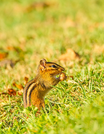 Chipmunk_BRP_2016_1