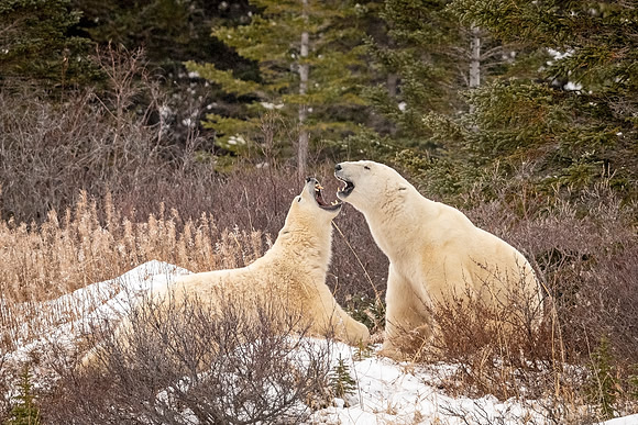 Polar_bear_Churchill_2021_3