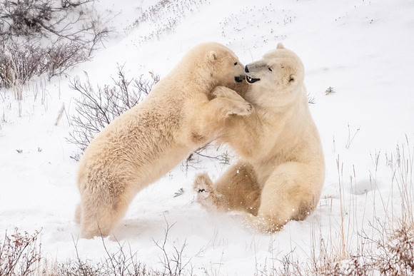 Polar_bear_Churchill_2021_5