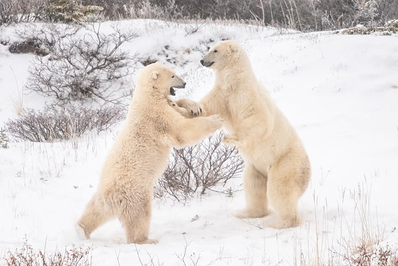 Polar_bear_Churchill_2021_6
