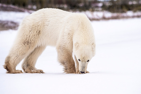 Polar_bear_Churchill_2021_11