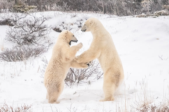 Polar_bear_Churchill_2021_7