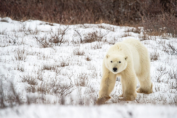 Polar_bear_Churchill_2021_9