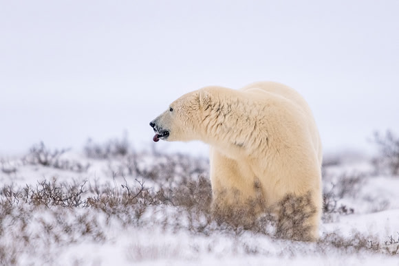 Polar_bear_Churchill_2021_8