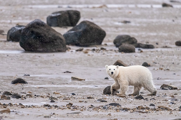 Polar_bear_Churchill_2021_15
