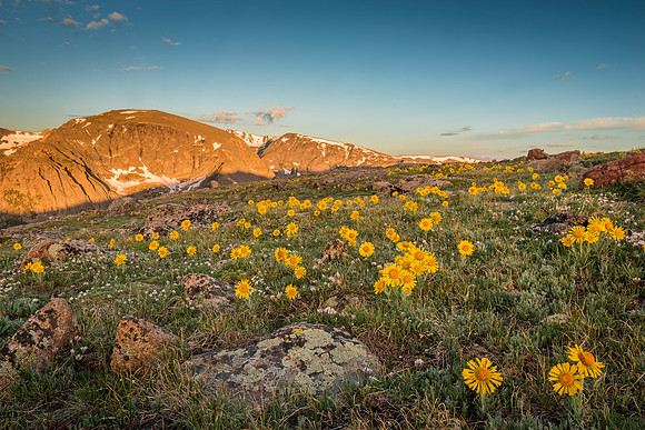 Alpine_sunflowers_TRR_RMNP_2020_1