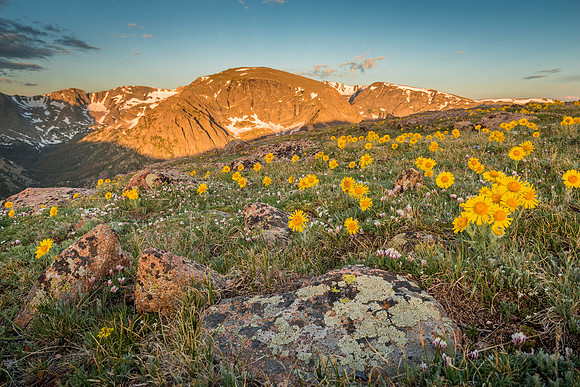Alpine_sunflowers_TRR_RMNP_2020_2