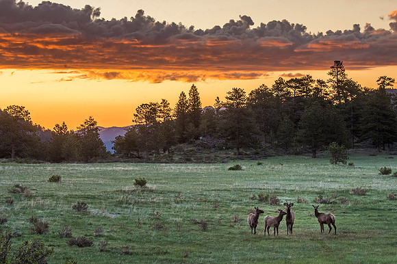 Elk_at_sunrise_RMNP_2020_1