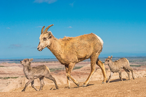 Bighorn_sheep_Badlands_2020_1
