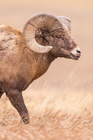 Bighorn_sheep_ram_Badlands_2020_1