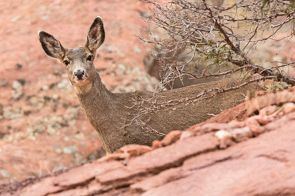 Mule_deer_doe_44