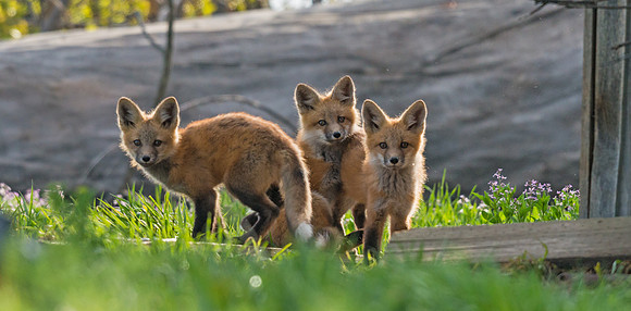 Red_fox_18