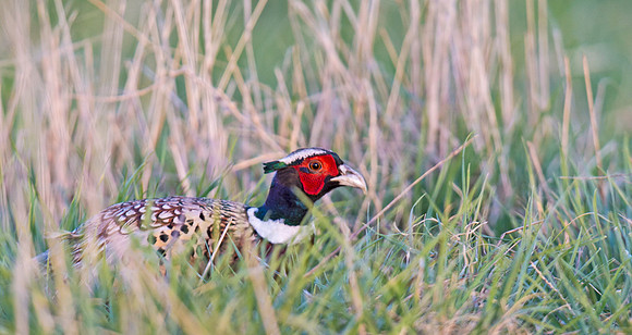 Ring-necked_pheasant_5