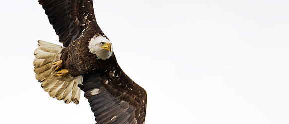 Bald_eagle_80