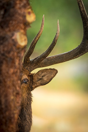 Elk_RMNP_2020_11