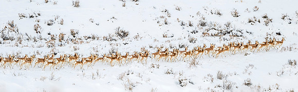 Pronghorn_antelope_SWB_2020_3