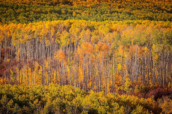 Fall_color_explosion_Kebler_Pass_2020_1