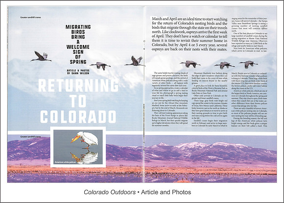 Full article: https://www.dawnwilsonphotography.com/coloradooutdoors_marapr19_birds.pdf