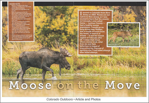 Full article: https://www.dawnwilsonphotography.com/co_outdoors_moose_2019.pdf
