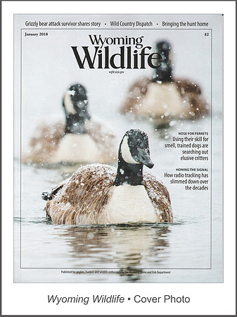 Wyoming Wildlife • Cover Photo