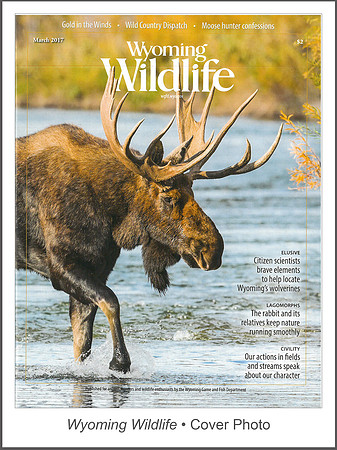Wyoming Wildlife • Cover Photo