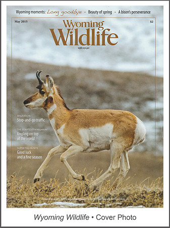 Wyoming Wildlife • Cover Photo