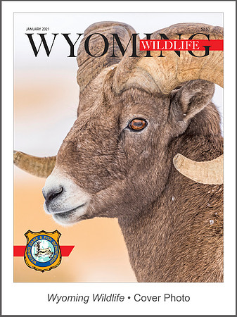 Wyoming Wildlife • Cover Photo