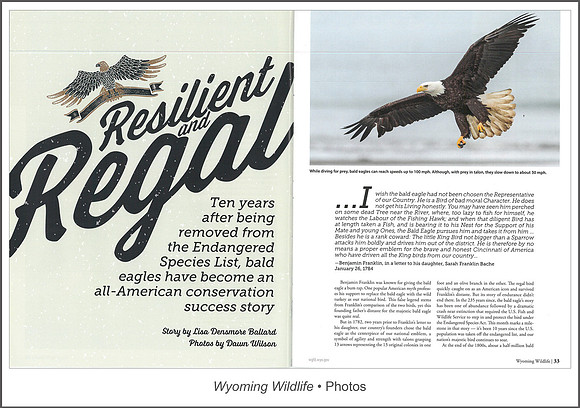 Full article: www.dawnwilsonphotography.com/wy_wildlife_eagles.pdf